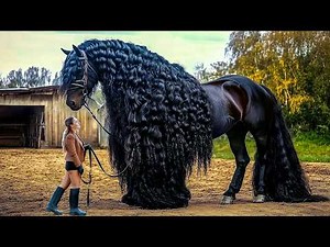 20 RAREST HORSES You Only See Once Every 1000 Years!