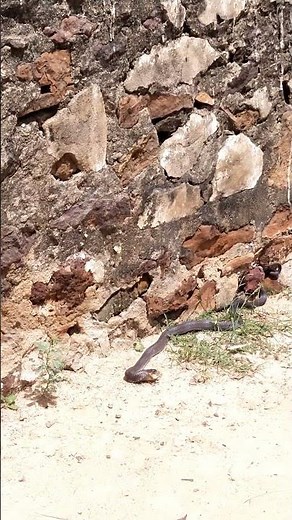 "Snake vs Frog | Real Wild Hunt | Nature’s Brutal Reality 🐍🐸"#snake