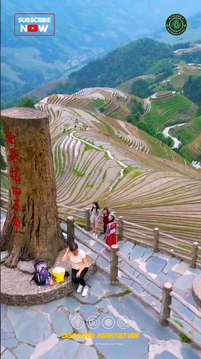 Rice Terrace Farming Method | Paddy Step Farming System