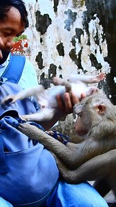 4.4K views · 140 reactions | Wow wow friendly baby monkey try begging food and milk, Leo Rainbow and Libby, Monkey Camp 14.873K | MonkeyCamp | Facebook