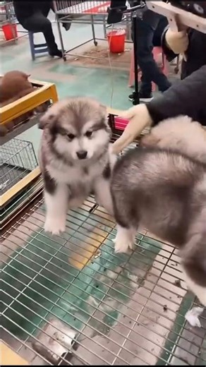 POV: You found a pack of "Baby Bears"! 🐺🐾 | Giant Alaskan Malamute Puppies