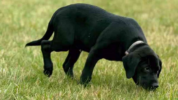 Dog Escapes From Her House To Join Neighbors’ Kids Bath Time Every Night
