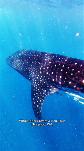 BUCKET LIST TICK, WHALE SHARK SWIM 💙 #snorkel #ocean #travelaustralia #exploretheworld #bucketlist