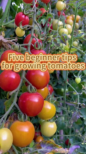 5 beginner tips for growing tomatoes #garden #gardening #planting #farming #tomato