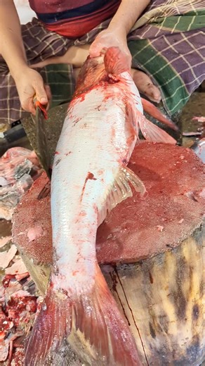 From Giant Bighead Fish to Perfect Cuts in One Flow #shorts