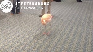 17K views · 67K shares | And now for something completely different:...