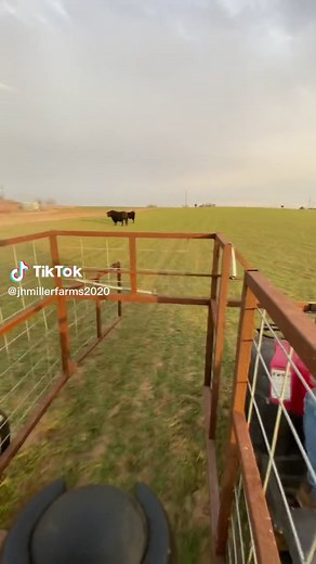 Homemade calf catcher- tagging calves the safe way #fyp #farmtok #calfcatcher #homemade #farmlife #rancher #safetyfirst #hondamotorsports #oklahoma #wheatpasture #cowcalfoperation #agriculture #anguscattle #carharttworkwear #bruntworkwear