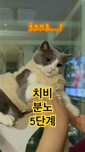 오늘의 치비 Today's Chibi | 치비 분노 5단계 Chibi's 5 Stages of Anger