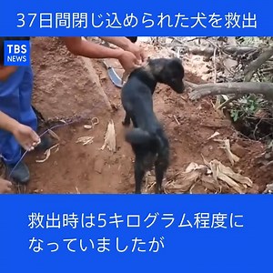 256K views · 3.1K reactions | 中国南西部の村で、がれきに閉じ込められた飼い犬が救い出されました。犬はなんと３７日間にわたり閉じ込められていました。 (JNNニュース 8月20日放送) | TBS NEWS DIG Powered by JNN | Facebook