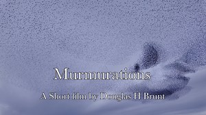 Murmurations
