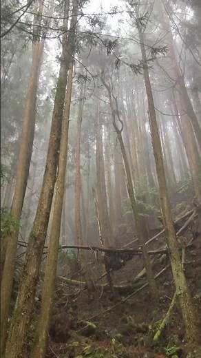 2026/4/8阿里山特富野古道6 #旅行 #親子行山 #travel #親子共遊 #阿里山#戶外#日常#生活#森林#日出#自然#登山#爬山#芬多精#特富野