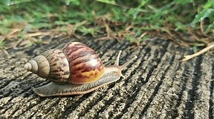 Snails Land Snails Belonging Achatinidae Family Stock Footage Video (100% Royalty-free) 3778219935 | Shutterstock