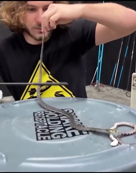 A look at king cobras
