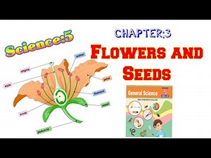 Class 5 Chapter 3|| Flowers and seeds|| solved exercise|| Punjab curriculum