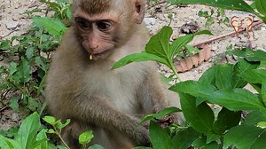 1.3K views · 102 reactions | Monkey Dailylife of Rainbow eat grape so yummy | Monkey Helping | Facebook