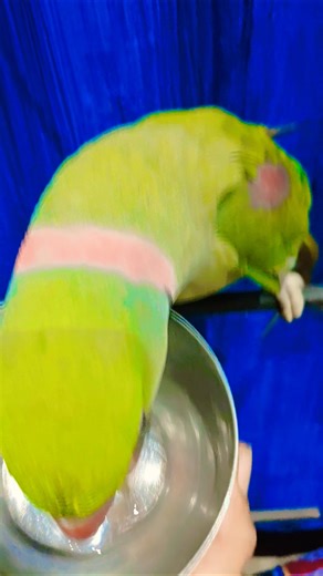 Parrot Care Tips for Beginners | @PapaKiPari745