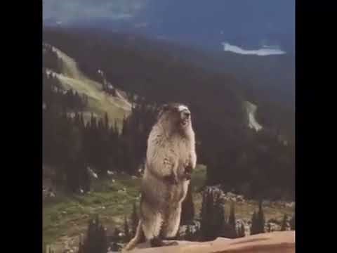 😂Screaming gopher lmao😅