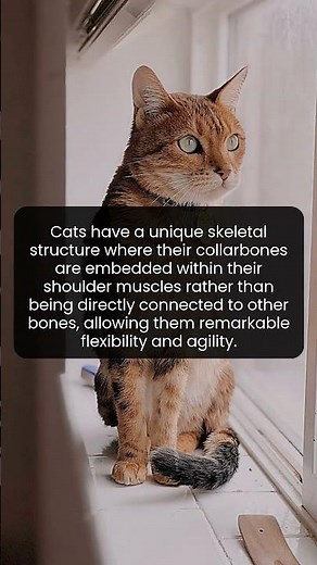 How a Cat's Unique Skeletal Structure Gives Them Graceful Movement