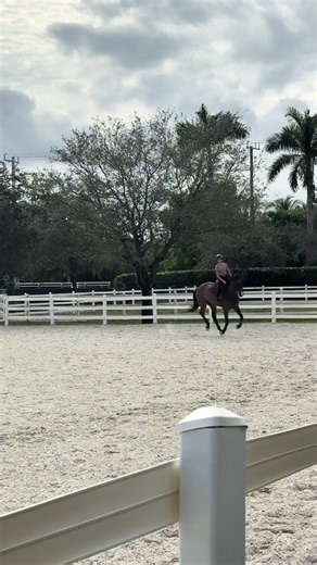 cutie #horses #fyp #horsetok #crossrail #showjumping | horses