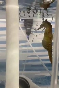 360K views · 1K reactions | Rare footage showing a male seahorse giving birth to dozens of babies which are smaller than a grain of rice. The male seahorse is equipped with a pouch on the ventral, or front-facing, side of the tail. When mating, the female seahorse deposits up to 1,500 eggs in the male's pouch. The male carries the eggs for 9 to 45 days until the seahorses emerge fully developed, but very small. Video by SEA LIFE Sydney Aquarium. | Donegal Weather Channel | Facebook