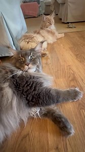 We both love our Mum Betty Sue’s kitty Lilly SOOOOOOOOOOO MUCH! 😻 | Fisher The Maine Coon