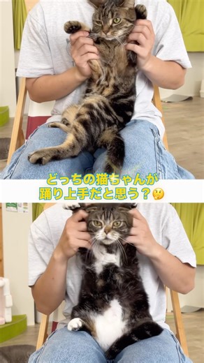At first, it's adorable! Which cat is better? #catcafe #osakacatcafe #umedacatcafe #catcafeanyaa ...