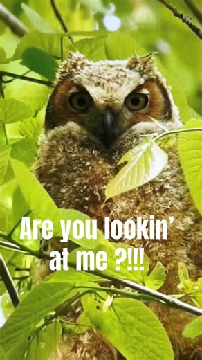 Cute Owl #nature #wildlife #animals #cute #baby #funny #comedy #wow #birds #amazing #big #shorts