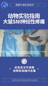 实验干货丨大鼠SNI神经性疼痛模型