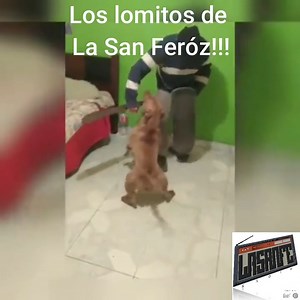 1.6M views · 11K reactions | - Tu perro muerde? - No!!! Machetea... #humor #LaSanFeRadio #Lomitos #Perritos #PerrosGraciosos Comentarios | La SanFe Radio | Facebook