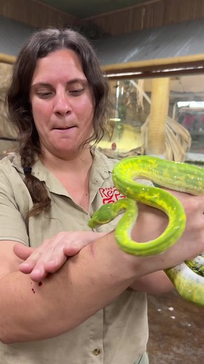 With a personality like that, this green tree python must know it’s looks will take him very far in life 💅🏻 #yikes #beauty #python #tokfornature
