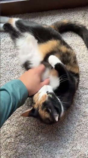 Calico Cat Reacts to Birds… Tail on MAX SPEED Mode #cats #animalfunny #cats #catlovers #catlife