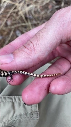 Gator Lizard Baby!
