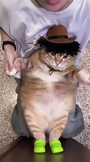 Katti's Dance Reign: Unpacking Her Hottest Viral Clip2025 #cat #cutepet #catdance #dance #dancecover