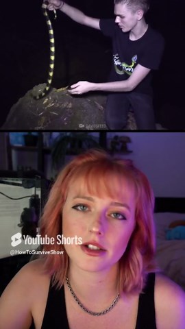 Bitten by a Krait? Use These 5 Survival Steps