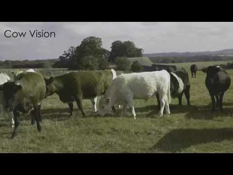 Human vision versus cattle vision