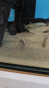 The yo yo loach or Pakastani loach is a stunning fish that offers interest in your aquarium BUT be careful what you put with it! These fish can be territorial and don't like sharing their space with too many bottom dwellers, small peaceful fish may also be harassed. Try keeping them with larger barbs, Tetras and cichlids and you should be fine. #loach #yoyo #yoyoloach #fish #tropicalfish #aquariumfish #fishtank #fishes #aquarium #petfish #pets #pet #fishstore #fishshop #Runcorn #Liverpool #Warri