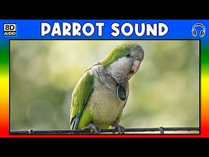 🦜 PARROT SOUND - PARROT SOUND EFFECT - SOUND OF PARROT - NOISE OF PARROT