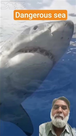 #automobile #ocean #animals #harmainlive #allahuakbarallahuakbarallahuakbar #funny #beautifulquran