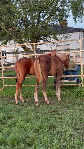 6.3K views · 223 reactions | Les chapardeurs de luzerne 﫣 | Oz Arabian France | Facebook
