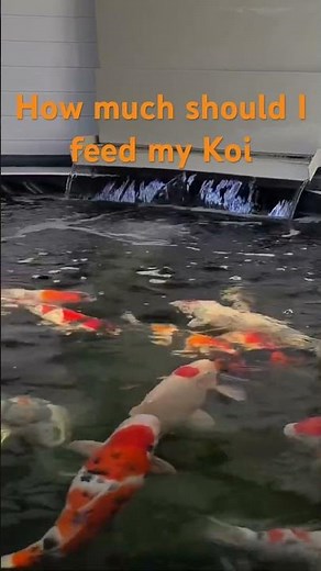 How much should I feed my Koi
