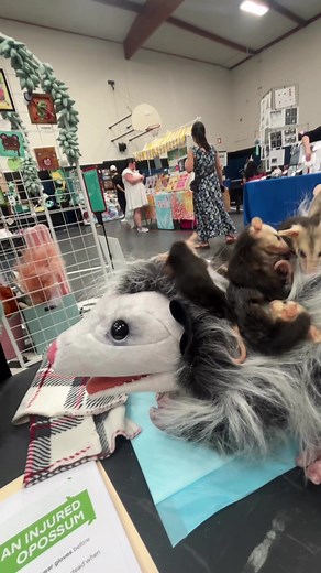 Puppeteering Orphaned Opossum Babies | PuppetPower