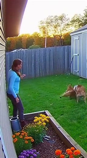 Hero Dog Clashes with Bobcat Twice to Save Woman in Backyard!