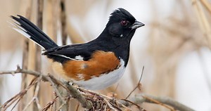 Eastern Towhee Similar Species to, All About Birds, Cornell Lab of Ornithology