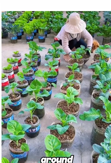 Wealth Through Vegetable Cultivation in Buckets