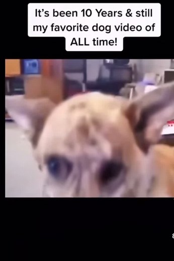 Best Talking Dog Video: 10 Years Later