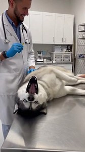 The World's Most Dramatic Patient 🎭💉 #husky #vetvisit #dogreaction #funnydogs #petcomedy #dramaticdog #dogsoftiktok #reelsviral #fyp #viralvideo | Nemo Gaming