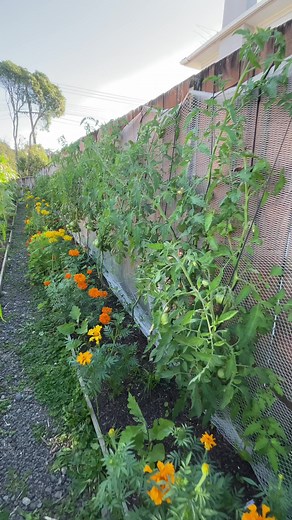 Prevent Powdery Mildew on Your Tomato Plants