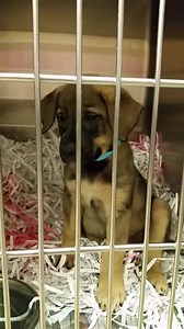 1.8K views · 93 reactions | One of 4 siblings that came in today. Precious! | Montgomery Humane Society Adoptable Pets | Facebook