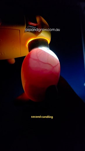 Double Yolker Incubation Day 10 Both embryos are developing well with good movement. Half way there.🤞 . ℹ️ Content Disclaimer: This content is shared for educational and learning purposes only. Double-yolker incubation carries significant risks and has a very low success rate. We’ve only hatched one—completely by accident—and those birds are still healthy. We do not encourage or recommend attempting this unless you fully understand the complications involved. Our intention is simply to document