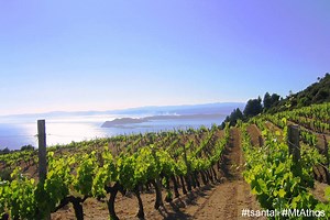 ΤΣΑΝΤΑΛΗΣ | WINEMAKERS OF NORTH GREECE